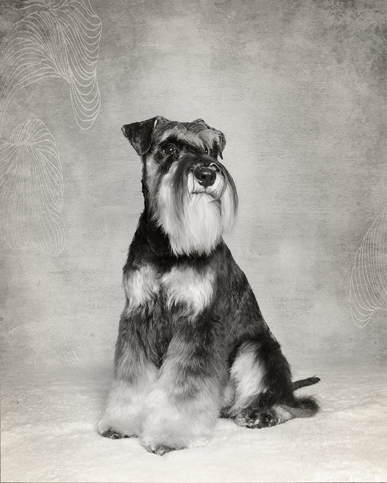 Nujax Storm A Brewin, Miniture Schnauzer, Nujax show dog.